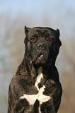 CANE CORSO 1403